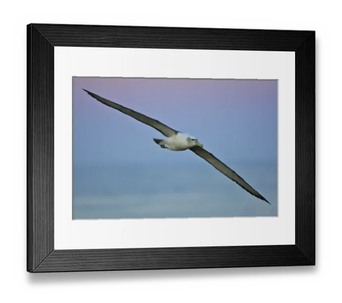 Framed Print : Australia, Tasmania, Bass Strait. Shy Albatross in flight Framed Print : Australia, Tasmania, Bass Strait. Shy Albatross in flight