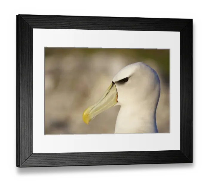 Framed Print : Australia, Tasmania, Bass Strait. Shy Albatross portrait Framed Print : Australia, Tasmania, Bass Strait. Shy Albatross portrait