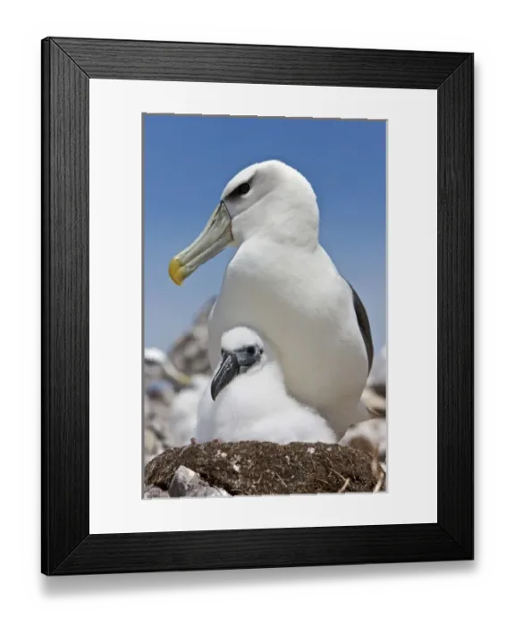 Framed Print : Australia, Tasmania, Bass Strait. Shy albatross on nest with chick Framed Print : Australia, Tasmania, Bass Strait. Shy albatross on nest with chick