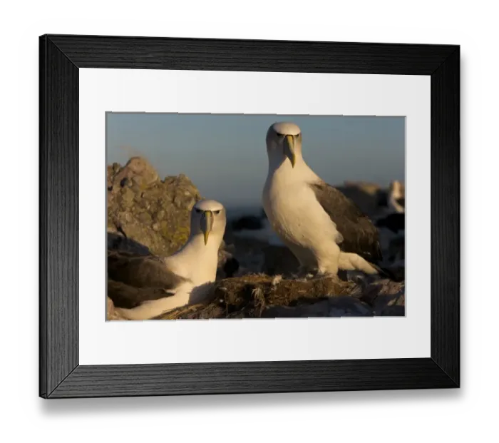 Framed Print : Australia, Tasmania, Bass Strait. Shy albatross pair on nest Framed Print : Australia, Tasmania, Bass Strait. Shy albatross pair on nest