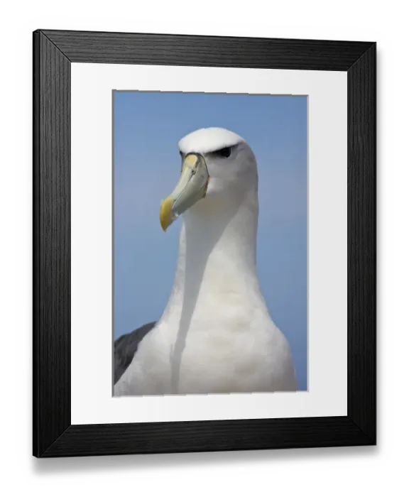 Framed Print : Australia, Tasmania, Bass Strait. Shy Albatross portrait