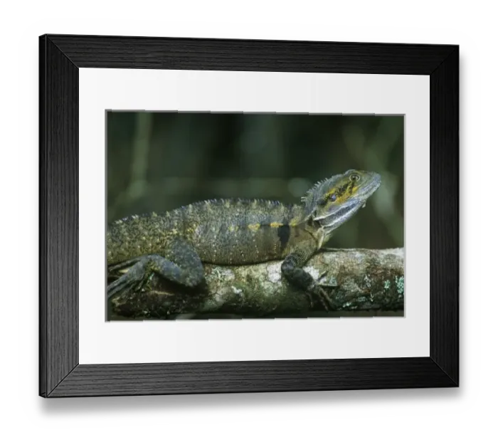 Framed Print : Australia, Queensland, Crater Lakes NP, Eastern Water Dragon (Physignathus lesuerii)