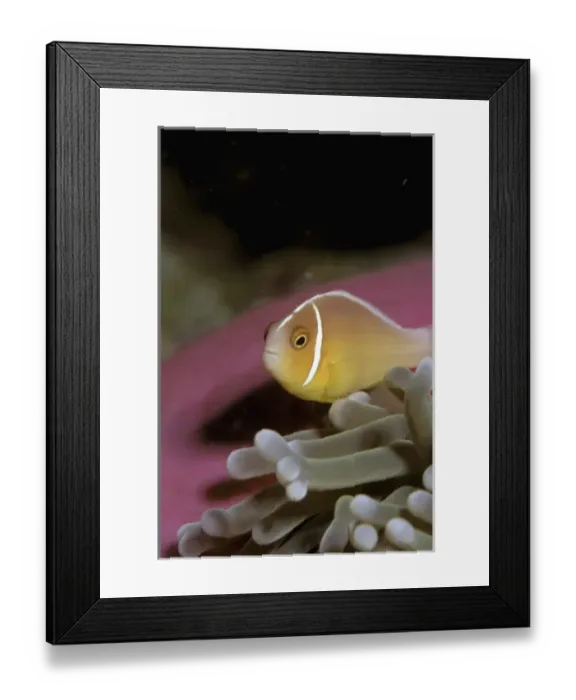 Framed Print : Australia, Great Barrier Reef. Anemonefish (Amphiprion peridaraion) Framed Print : Australia, Great Barrier Reef. Anemonefish (Amphiprion peridaraion)