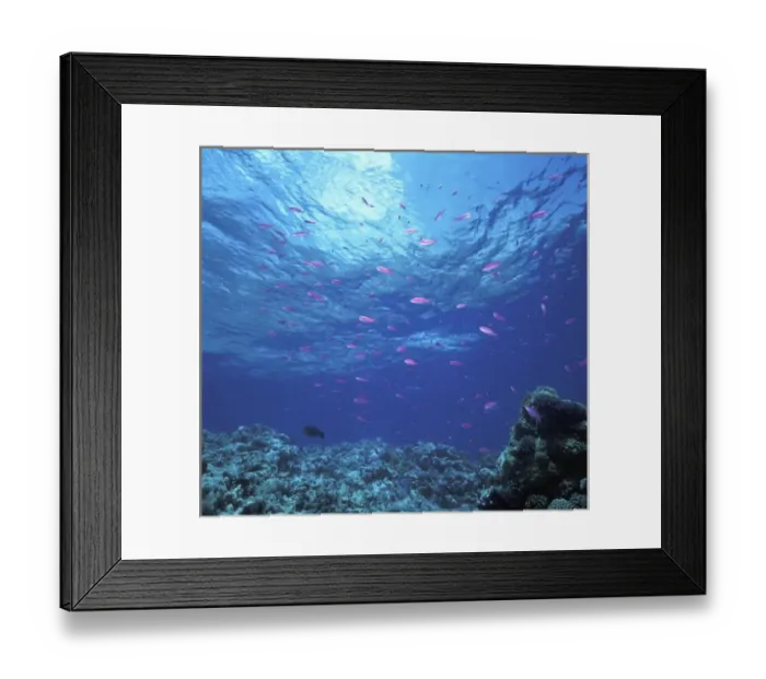 Framed Print : Australia, Great Barrier Reef. Swarming Purple Anthias (Pseudanthias sp. ) Framed Print : Australia, Great Barrier Reef. Swarming Purple Anthias (Pseudanthias sp. )