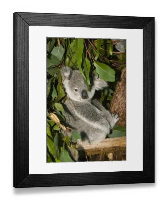Framed Print : Australia, Queensland, Brisbane, Fig Tree Pocket Framed Print : Australia, Queensland, Brisbane, Fig Tree Pocket
