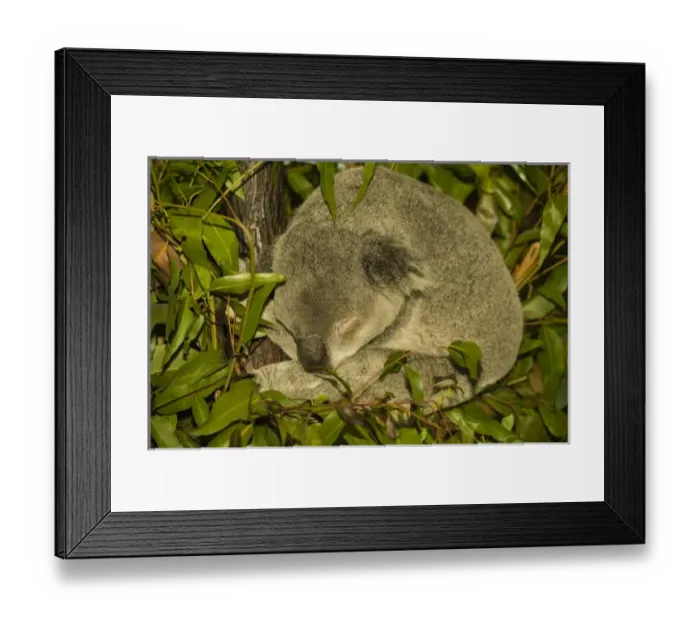 Framed Print : Australia, Queensland, Brisbane, Fig Tree Pocket