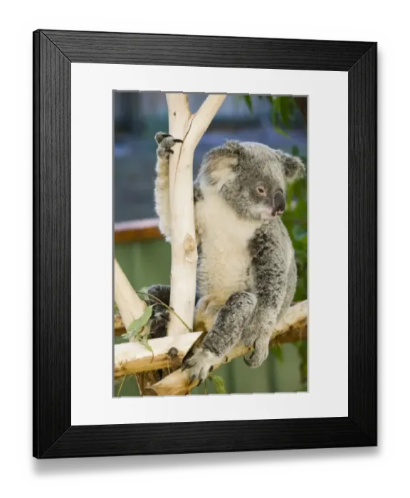 Framed Print : Australia, Queensland, Brisbane, Fig Tree Pocket. Lone Pine Koala Sanctuary, Koala