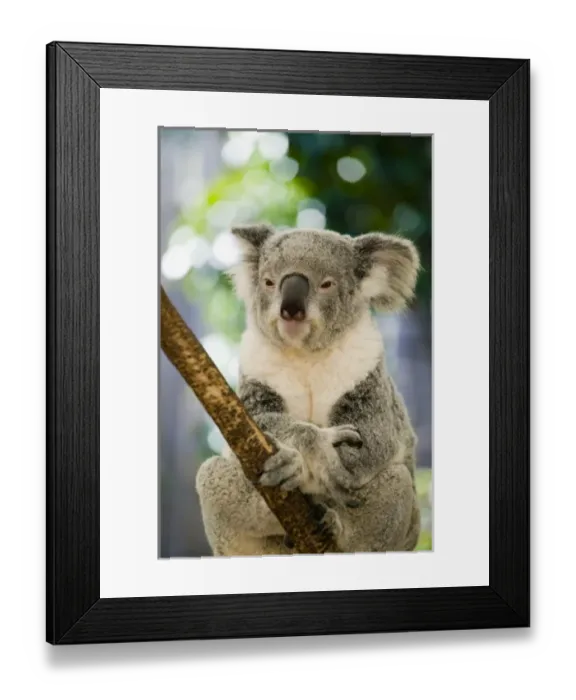 Framed Print : Australia, Queensland, Brisbane, Fig Tree Pocket