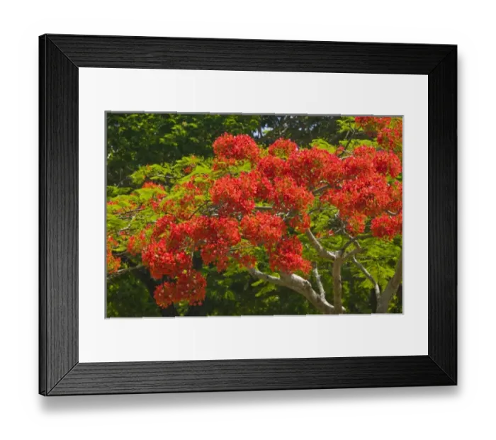 Framed Print : Australia, Queensland, North Coast, Port Douglas. Flamboyant Trees / Springtime Framed Print : Australia, Queensland, North Coast, Port Douglas. Flamboyant Trees / Springtime