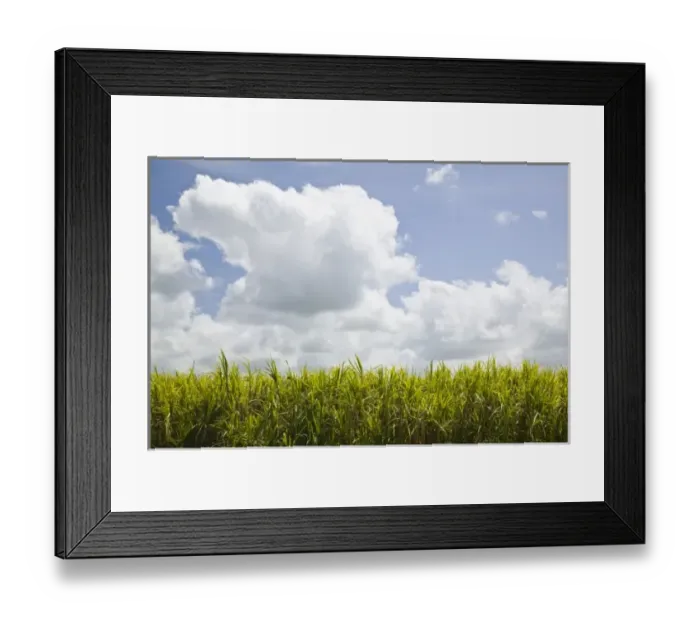 Framed Print : Australia, Queensland, Whitsunday Coast, Marian. Pioneer Valley, Sugar Cane Field