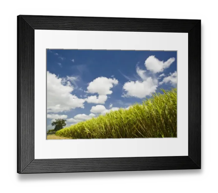 Framed Print : Australia, Queensland, Whitsunday Coast, Marian. Pioneer Valley, Sugar Cane Field Framed Print : Australia, Queensland, Whitsunday Coast, Marian. Pioneer Valley, Sugar Cane Field