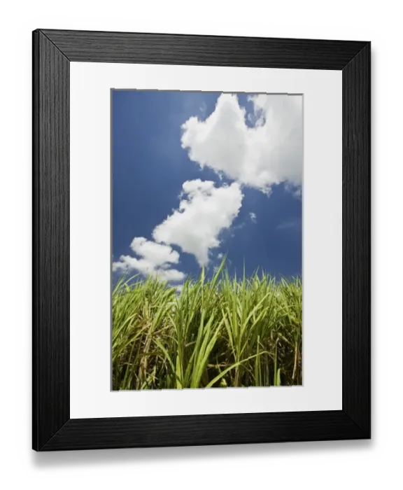 Framed Print : Australia, Queensland, Whitsunday Coast, Marian. Pioneer Valley-Sugar Cane Field Framed Print : Australia, Queensland, Whitsunday Coast, Marian. Pioneer Valley-Sugar Cane Field
