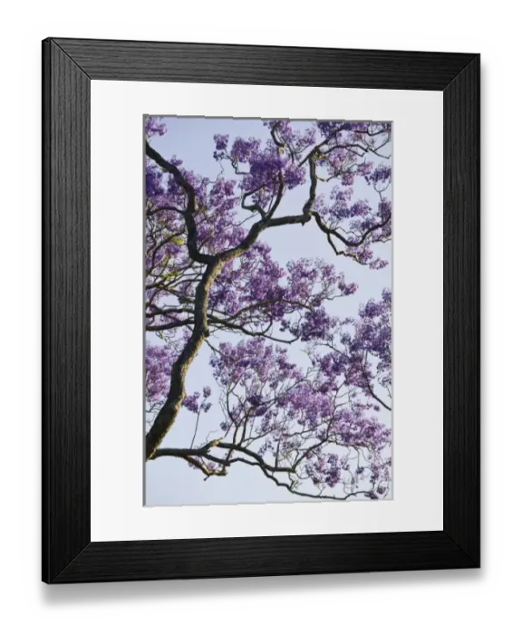 Framed Print : Australia, State of Queensland, Brisbane. Blooming Jacaranda Trees in New Farm Park Framed Print : Australia, State of Queensland, Brisbane. Blooming Jacaranda Trees in New Farm Park