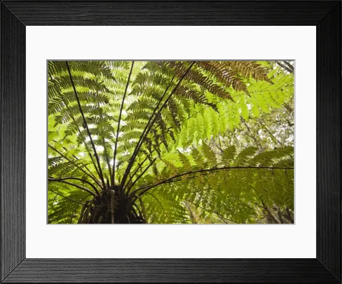 Framed Print : New Zealand Framed Print : New Zealand