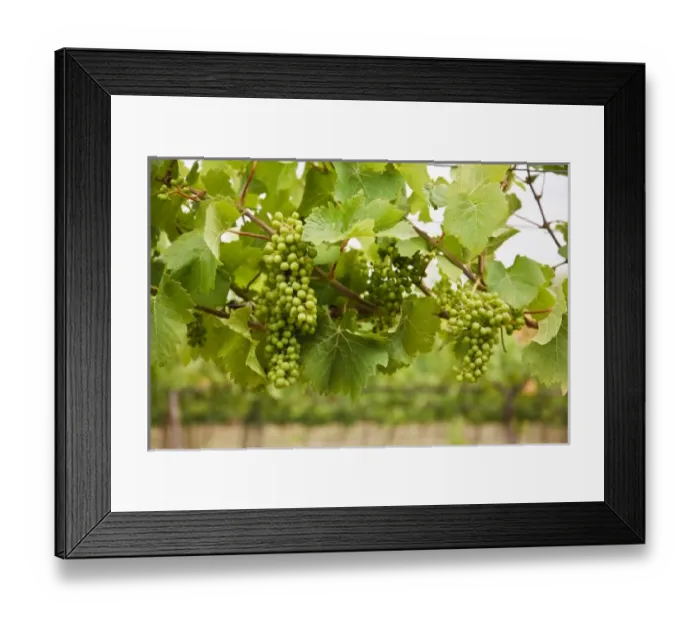 Framed Print : New Zealand