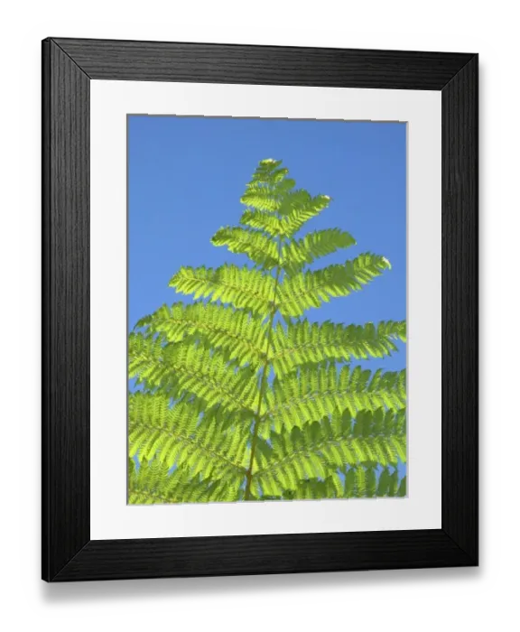 Framed Print : Jet Park Hotel has plantings of giant ferns Framed Print : Jet Park Hotel has plantings of giant ferns