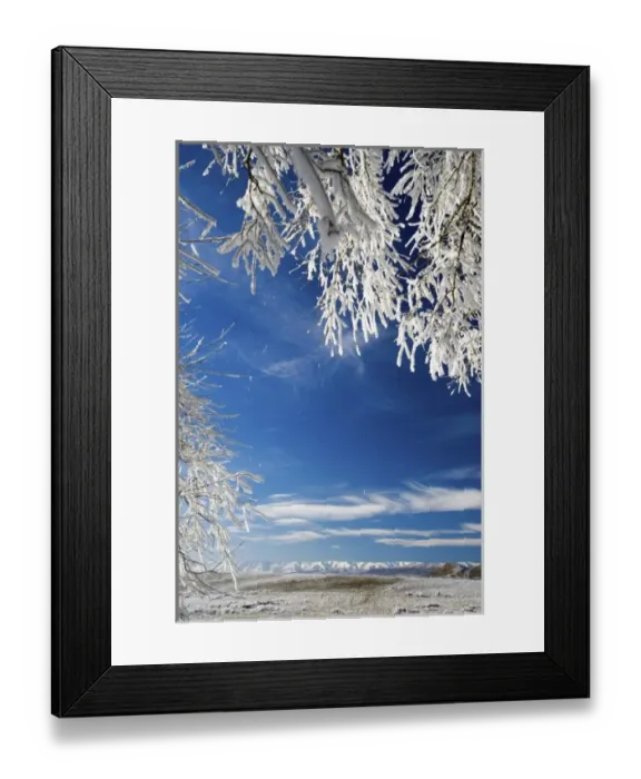 Framed Print : Hoar Frost on Willow Tree, near Omakau, and Hawkdun Ranges, Central Otago, South Island Framed Print : Hoar Frost on Willow Tree, near Omakau, and Hawkdun Ranges, Central Otago, South Island