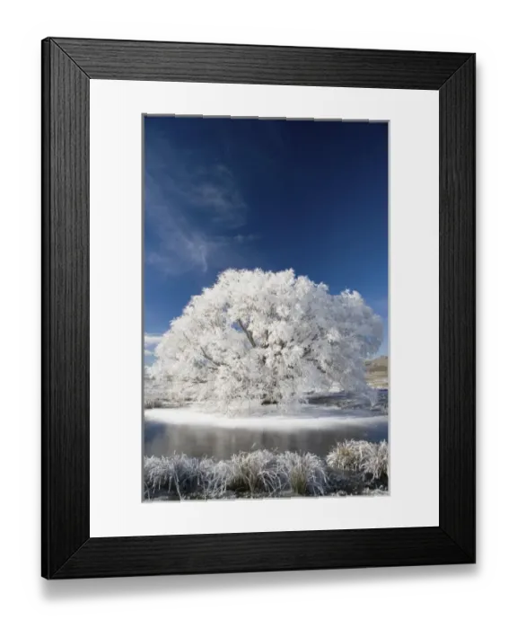 Framed Print : Hoar Frost on Willow Tree, near Omakau, Central Otago, South Island, New Zealand Framed Print : Hoar Frost on Willow Tree, near Omakau, Central Otago, South Island, New Zealand