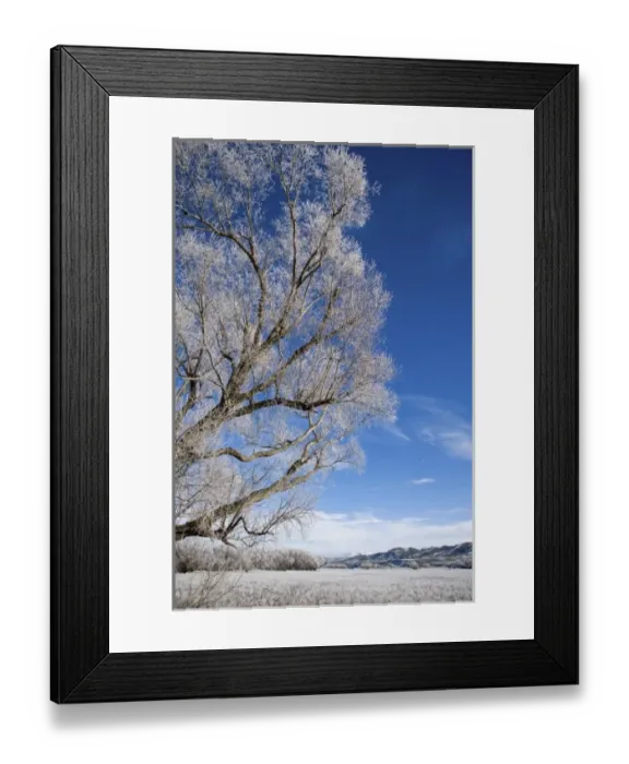 Framed Print : Hoar Frost near Oturehua, Central Otago, South Island, New Zealand Framed Print : Hoar Frost near Oturehua, Central Otago, South Island, New Zealand