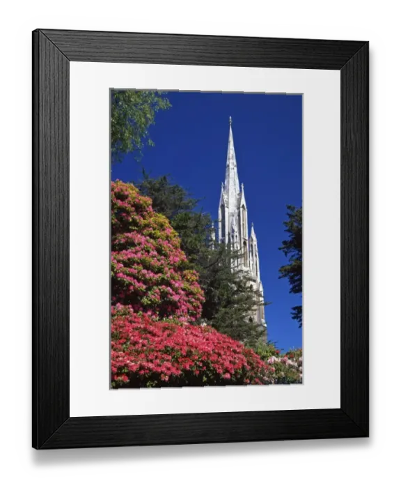 Framed Print : Rhododendrons and First Church, Dunedin, New Zealand Framed Print : Rhododendrons and First Church, Dunedin, New Zealand