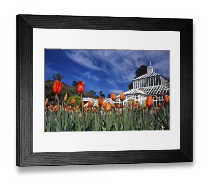Framed Print : Winter Garden, Dunedin, New Zealand Botannic Gardens Framed Print : Winter Garden, Dunedin, New Zealand Botannic Gardens