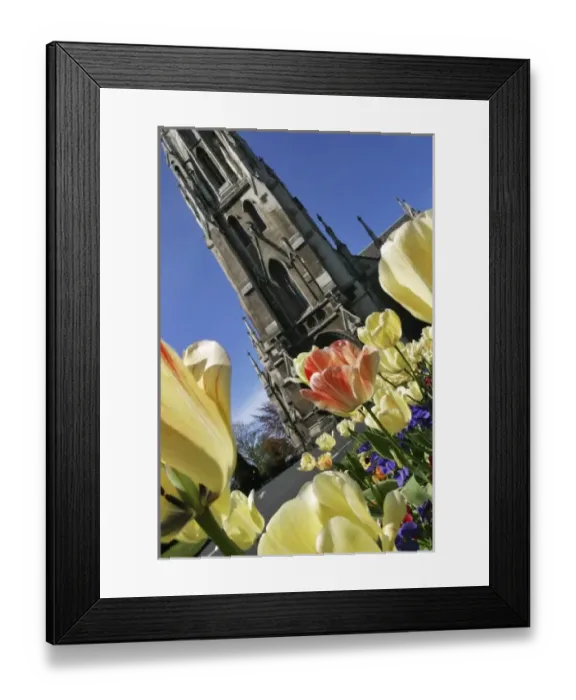 Framed Print : Tulips & First Church, Dunedin, New Zealand
