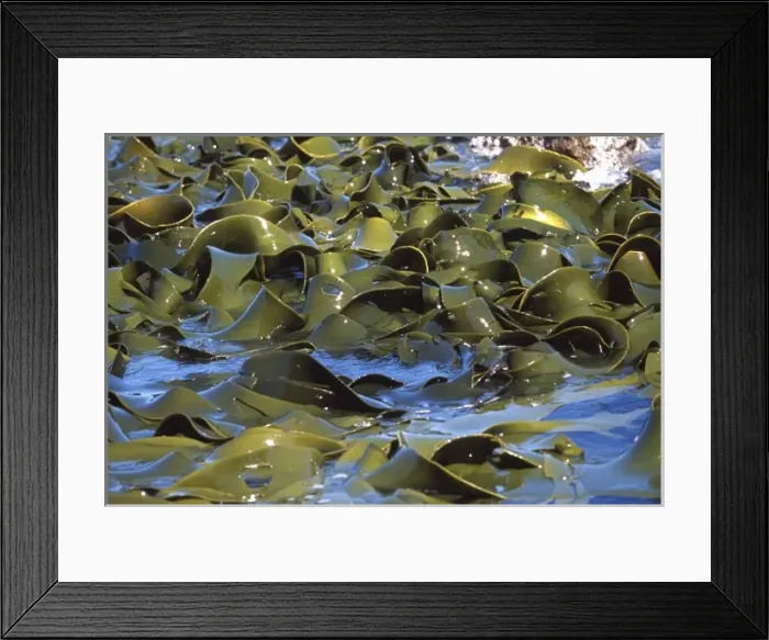 Framed Print : Bull Kelp, Shag Point, Otago