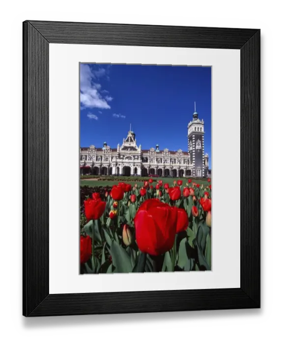 Framed Print : Dunedin Railway Station & Tulips