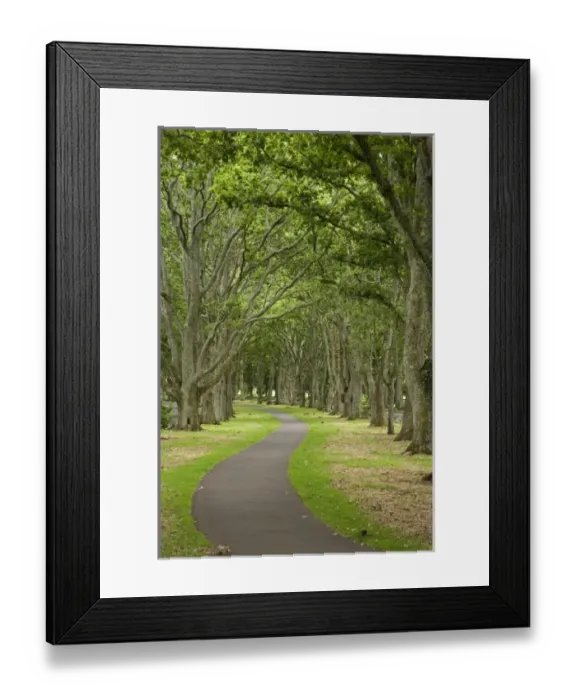 Framed Print : New Zealand Framed Print : New Zealand