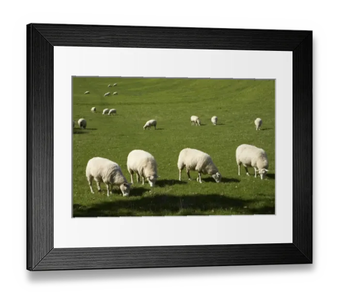 Framed Print : Sheep, One Tree Hill Domain, Auckland, North Island, New Zealand Framed Print : Sheep, One Tree Hill Domain, Auckland, North Island, New Zealand