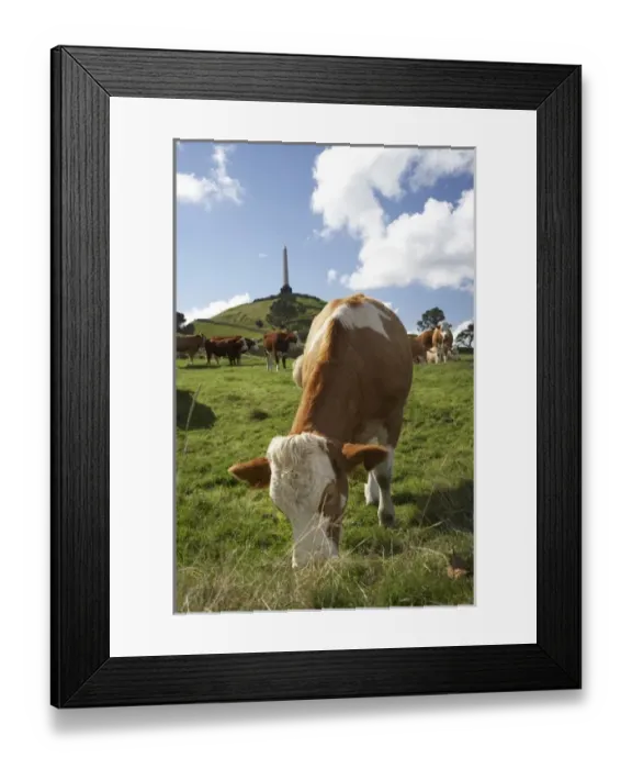 Framed Print : New Zealand Framed Print : New Zealand