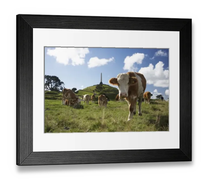Framed Print : New Zealand Framed Print : New Zealand