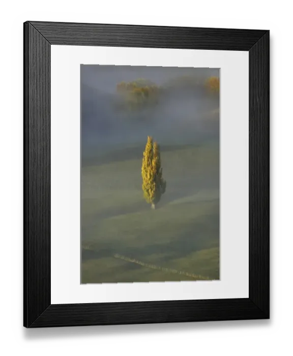 Framed Print : Early Morning View of Autumn Poplar Tree and Mist, seen from Te Mata Peak, Hawkes Bay Framed Print : Early Morning View of Autumn Poplar Tree and Mist, seen from Te Mata Peak, Hawkes Bay