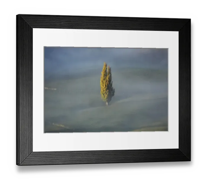 Framed Print : Early Morning View of Autumn Poplar Tree and Mist, seen from Te Mata Peak, Hawkes Bay Framed Print : Early Morning View of Autumn Poplar Tree and Mist, seen from Te Mata Peak, Hawkes Bay