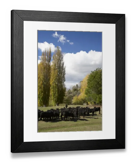 Framed Print : Cows and Poplar Trees, Tukituki Valley, Hawkes Bay, North Island, New Zealand Framed Print : Cows and Poplar Trees, Tukituki Valley, Hawkes Bay, North Island, New Zealand