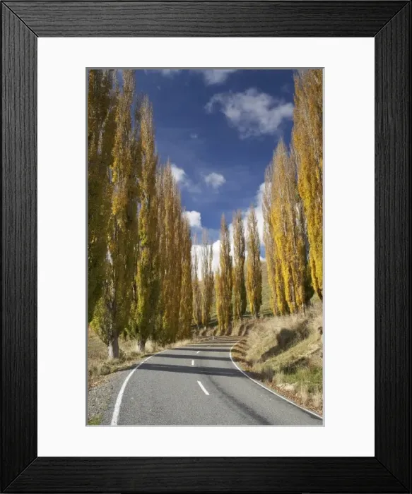 Framed Print : Road and Autumn Colour, near Ruanui, Rangitikei District Central North Island, New Framed Print : Road and Autumn Colour, near Ruanui, Rangitikei District Central North Island, New