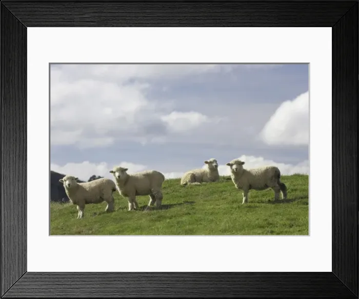 Framed Print : Sheep and Farmland near Taihape, Rangitikei District, Central North Island, New Zealand