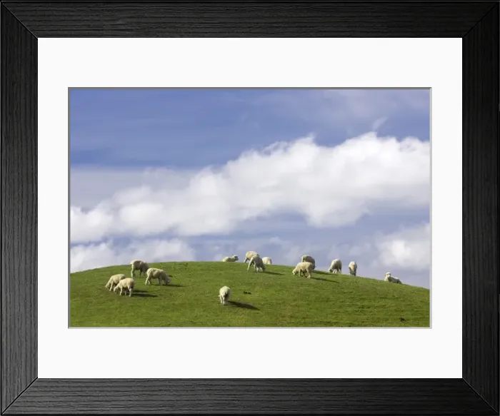 Framed Print : Sheep and Farmland near Taihape, Rangitikei District, Central North Island, New Zealand Framed Print : Sheep and Farmland near Taihape, Rangitikei District, Central North Island, New Zealand