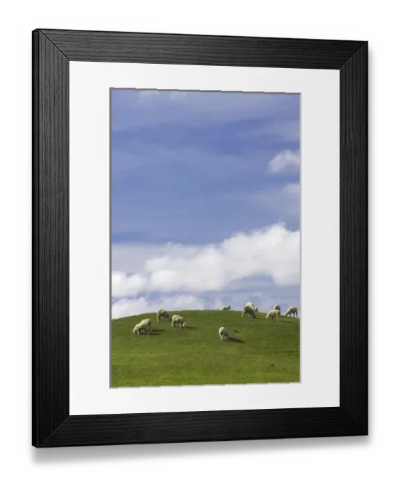 Framed Print : Sheep and Farmland near Taihape, Rangitikei District, Central North Island, New Zealand