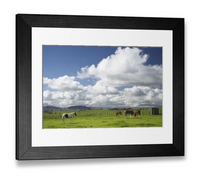 Framed Print : Horses and Farmland near Te Kauwhata, Waikato, North Island, New Zealand