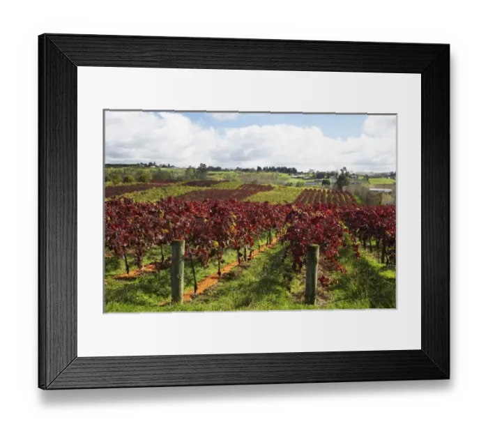 Framed Print : New Zealand Framed Print : New Zealand
