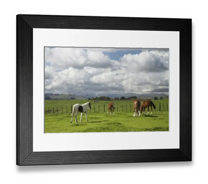 Framed Print : New Zealand Framed Print : New Zealand