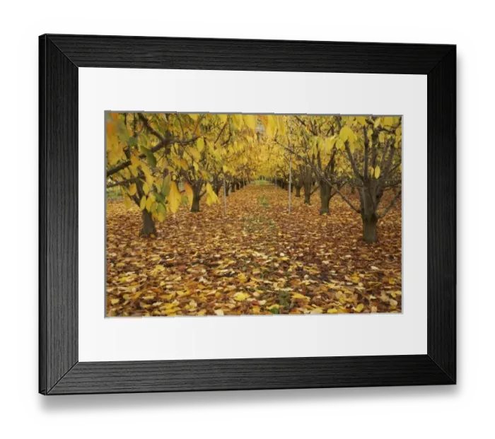 Framed Print : New Zealand