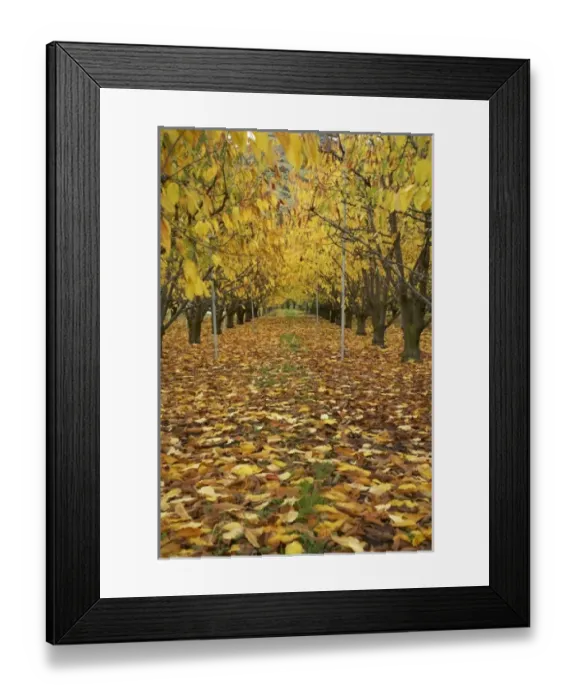 Framed Print : New Zealand