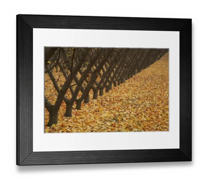 Framed Print : New Zealand
