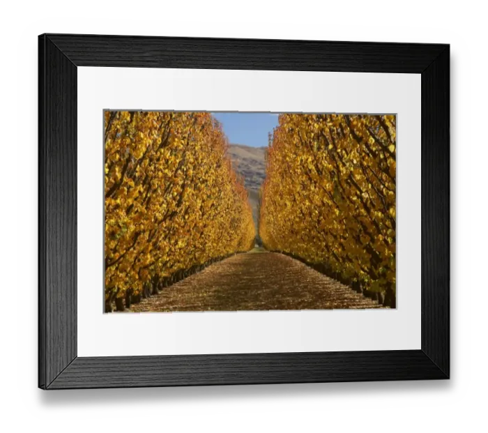 Framed Print : Orchard, Cromwell, Central Otago, South Island, New Zealand