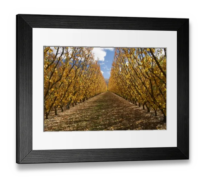 Framed Print : Orchard, Cromwell, Central Otago, South Island, New Zealand