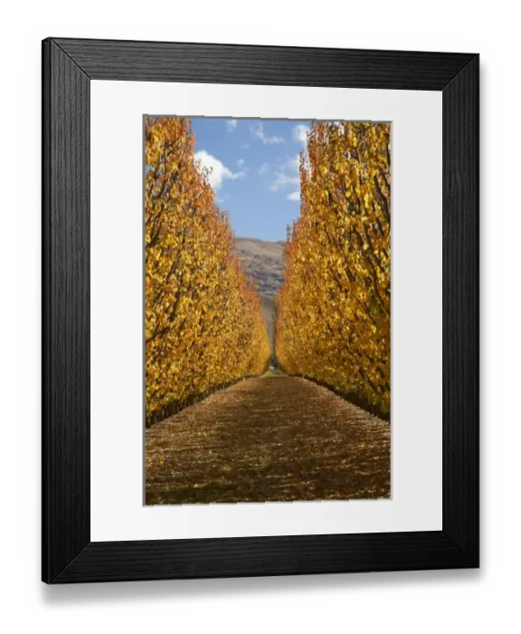 Framed Print : Orchard, Cromwell, Central Otago, South Island, New Zealand