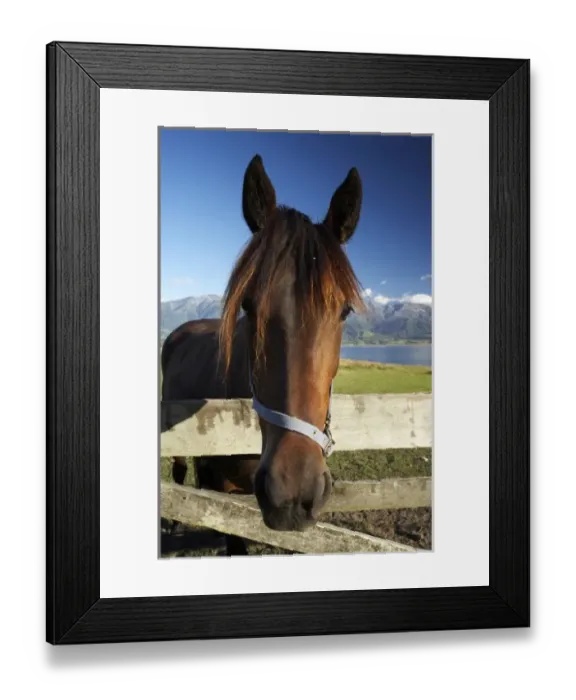 Framed Print : Horse, Kaikoura, Marlborough, South Island, New Zealand Framed Print : Horse, Kaikoura, Marlborough, South Island, New Zealand