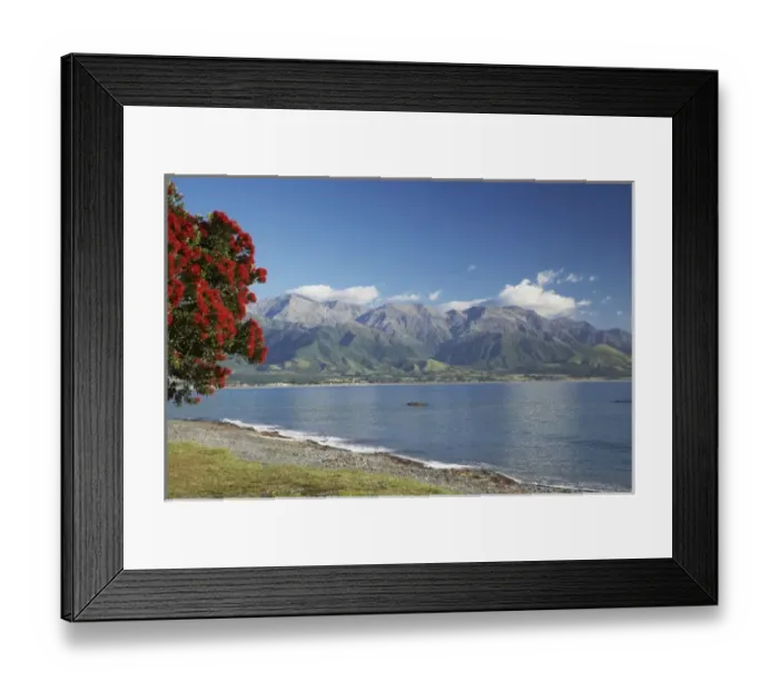 Framed Print : Pohutukawa Tree, Kaikoura and Seaward Kaikoura Ranges, Marlborough, South Island